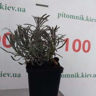 IMG-3e5f71405e32c951f80f23df521f6efb-V