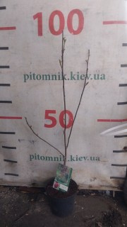 Реальне фото Джені 60-80см, контейнер C3
