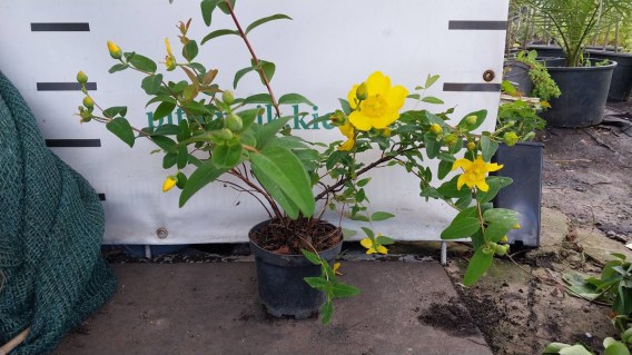 IMG-401ade3271c4784afbc541c85a0dfc0c-V