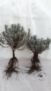 IMG-40d87c02cb4fda180d0f74ebc86fd104-V