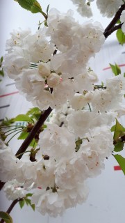 IMG-41414826da5b23e9e0da0f2522a77fe2-V