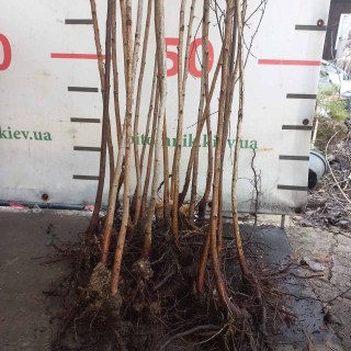 Саджанці береза 3 річної з відкритим коренем