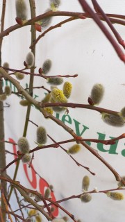 IMG-43339a8f8b44b68217d492dbcc7d97c5-V