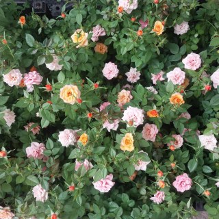 Реальні фото наших саджанців Бебі Маскарад