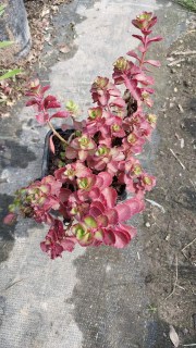 IMG-43e244d207a0c12e8ba5ac045ebe5dc3-V