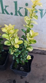 Реальні фото саджанців в контейнері 0,5л. самшита Ауреаваріегата