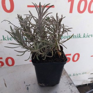 IMG-49874cc4a7ba1bbd69a24db79ead02d7-V