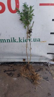 Самшит 2 річний з відкритим коренем