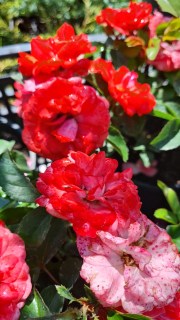 IMG-49b8daa0ce9e87a4f24a889b37bdfeaf-V