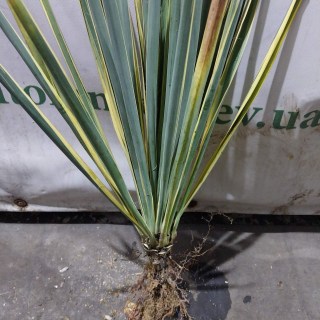 IMG-4b49ce384cb897097605cf49b3d69eda-V