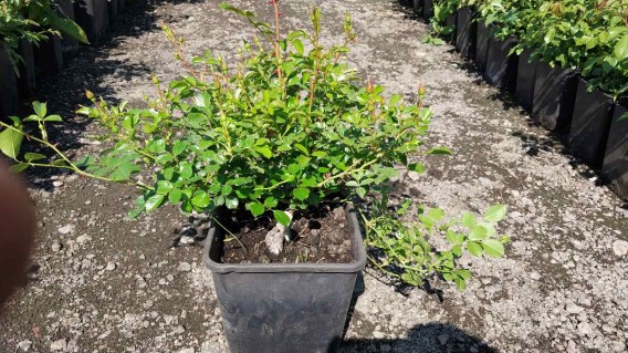 IMG-4b63dba2fcafde21ad65459b93c73703-V