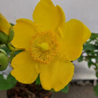 IMG-4cc200e3e92df0c56828face62139314-V