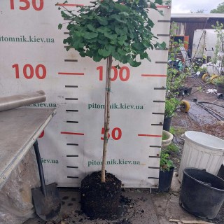 IMG-4e446865d93409032aa0c816ad69cac9-V