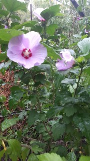 IMG-4e6347bce656d5c278d745e2b9973805-V