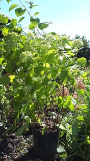 IMG-501f1edb46a366d192333023058cf923-V