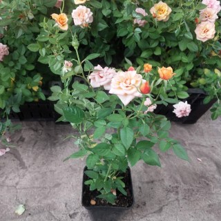 Реальні фото наших саджанців Бебі Маскарад