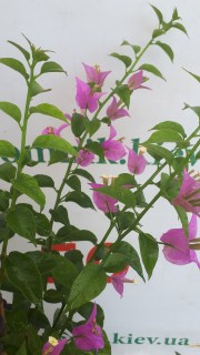 IMG-50a002790bd7a26a6a17e9370b9213e9-V