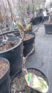 Реальні фото саджанця 30-40см, контейнер, 3х-річна, з квітковими бутонами