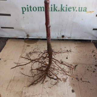 IMG-5197a9e0c8cd3d3b231ed16fccafb5e6-V