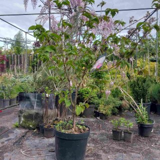 Реальне фото саджанця Харт Троб, контейнер 10л, 5 років