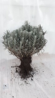 IMG-527296a57e12213671ec4b1c00990b39-V