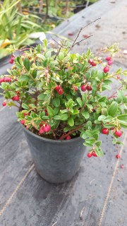 IMG-568dc0ffd0753ba0ef8afc7cd3f4f1f4-V