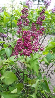 Сирень Шарль Жоли