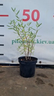 IMG-595fb3c764c996236585d130e2f90633-V