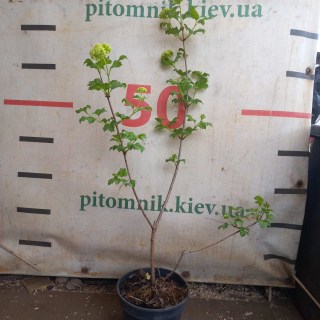 Реальні фото саджанців Бульдонеж, 3 роки, контейнер
