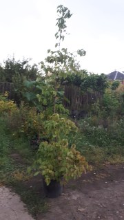 IMG-5c4d18488b9acd3b0b6235ab1ba06739-V