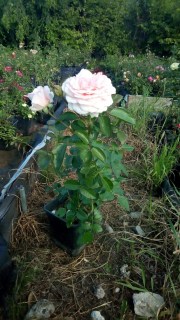 IMG-5c58d595b132bfb73af11157e7d73fc4-V