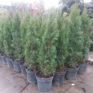 Реальні фото туй 80-100см, контейнер 7.5л.