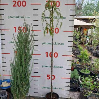 Модрина європейська (larix decidua) на штамбі