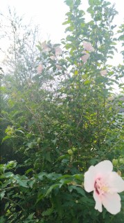 IMG-624b200bb04f377cd0e587311af781f1-V