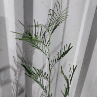 Реальні фото саджанців мімози