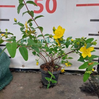 IMG-637e07fbab8b2d77bcadf4972225f4a3-V