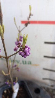 IMG-63b1af80b591d940f6e10ba1f2526d73-V