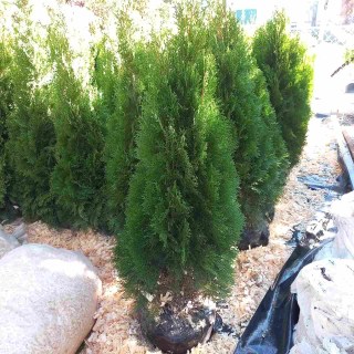 IMG-64e85aba682c1021ae4ddc63e2fefd26-V