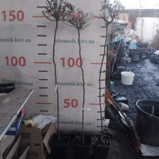 IMG-662925a518d3f69dba895e5485f423fa-V