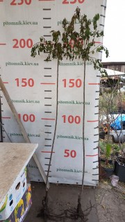 IMG-66e4a1d43eff3a7b604ecdd57a3b2a37-V