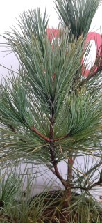 IMG-679c4ba3f04422c64654003d3b77cb69-V