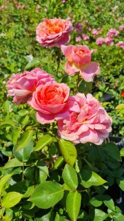 IMG-68e498a33ae355baafeac84a21f6dd0c-V