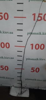 IMG-69012a1374c67a79b44e203e74ea37f2-V