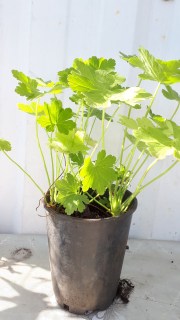 IMG-6b4dfff76a87aeb17e323c9f504ebcce-V