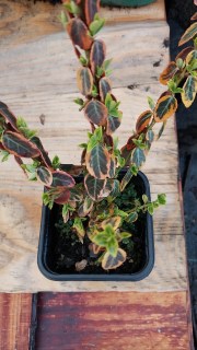 IMG-6b803b95aee63cf25ad82c2ac3d421eb-V