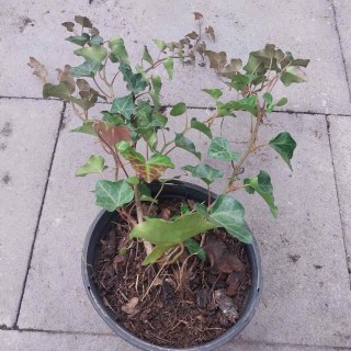 Реальні фото плюща контейнер С1, 60-80см