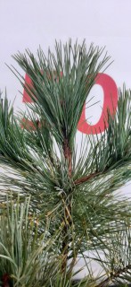 IMG-6c5d75f4da225fd97baec38f695d821e-V