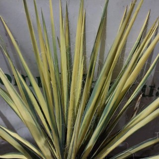 IMG-6cb09c45f24a49aa3b8c9bf3c8c620c3-V56