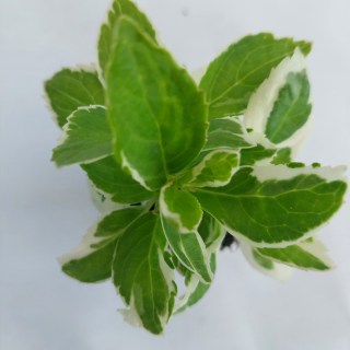 IMG-6de694df5cb3a42a22e2249f67f3d166-V