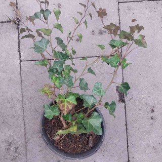 Реальні фото плюща контейнер С1, 60-80см